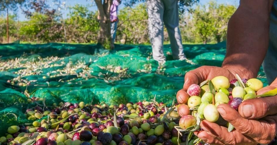 Farm Experiences & Tours: Olive Oil at Torres Novas