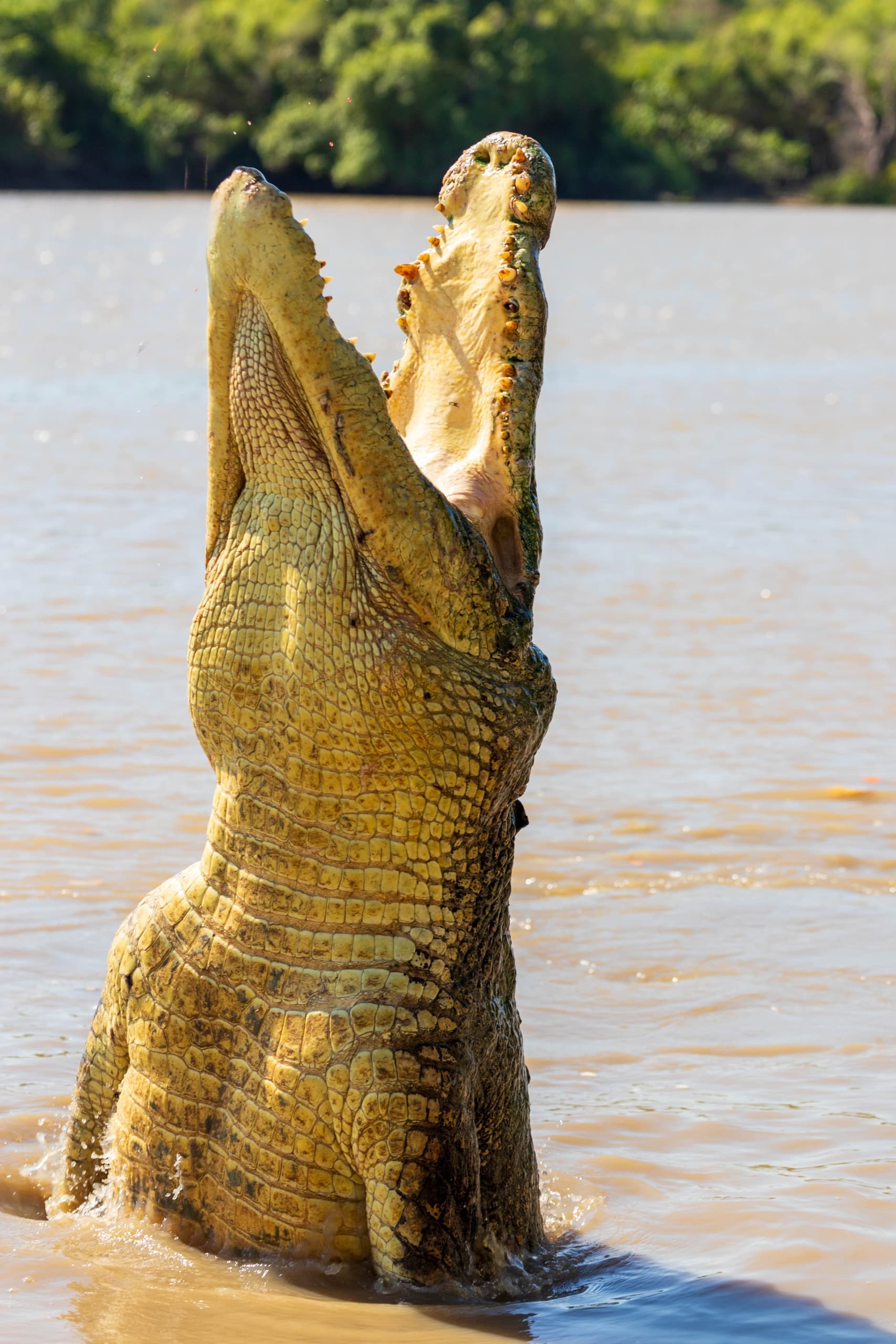 Saltwater crocodile leaping from river during wildlife tour