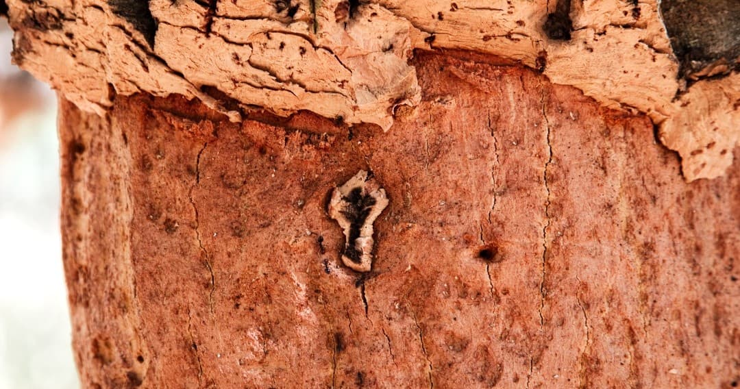 Cork Oak Forest Walk & Lunch at Farm Experiences & Tours