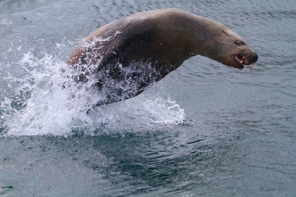 Marine Wildlife & Whale Watching in Victoria, BC