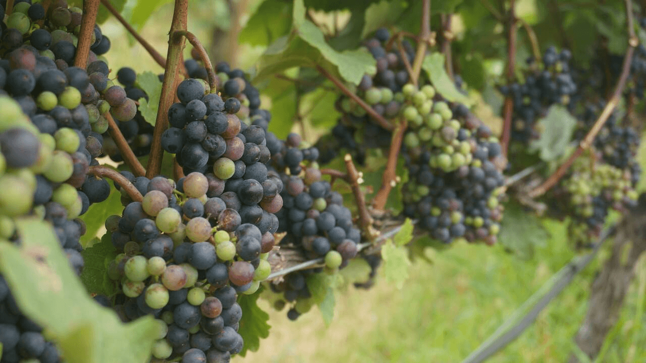 Wine Tasting in Kelowna with Wine Boss Tours