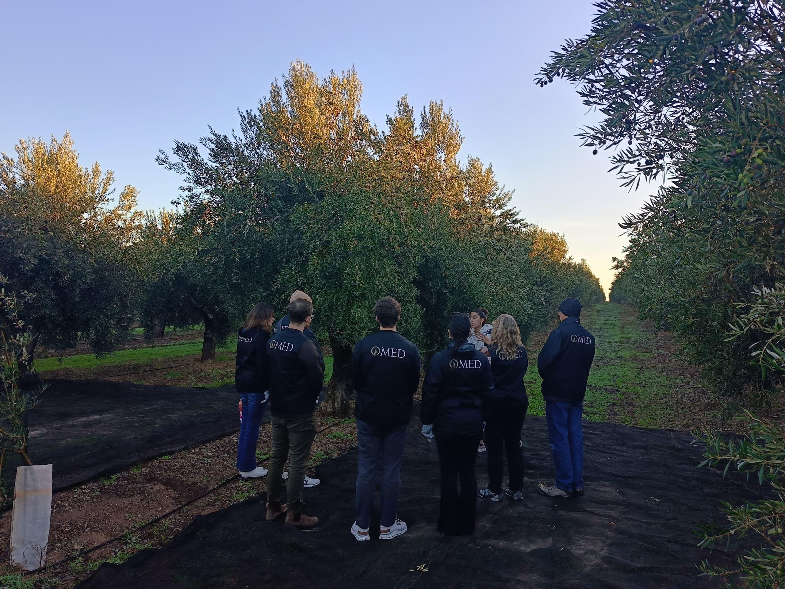 Harvest Olives with O-MED: Hands-On Extra Virgin Olive Oil Experience Near Granada photo 1