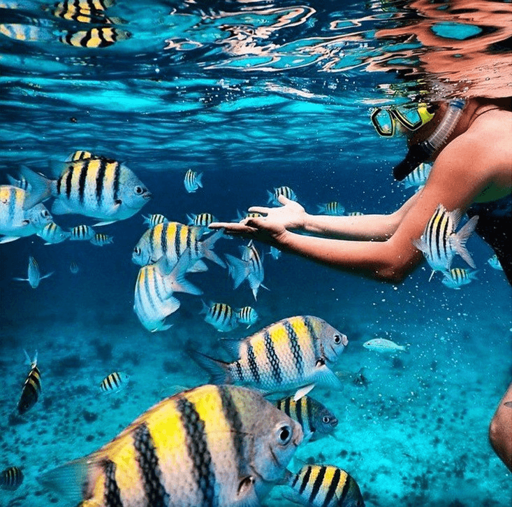 Snorkel the Reef in Key Largo, Florida