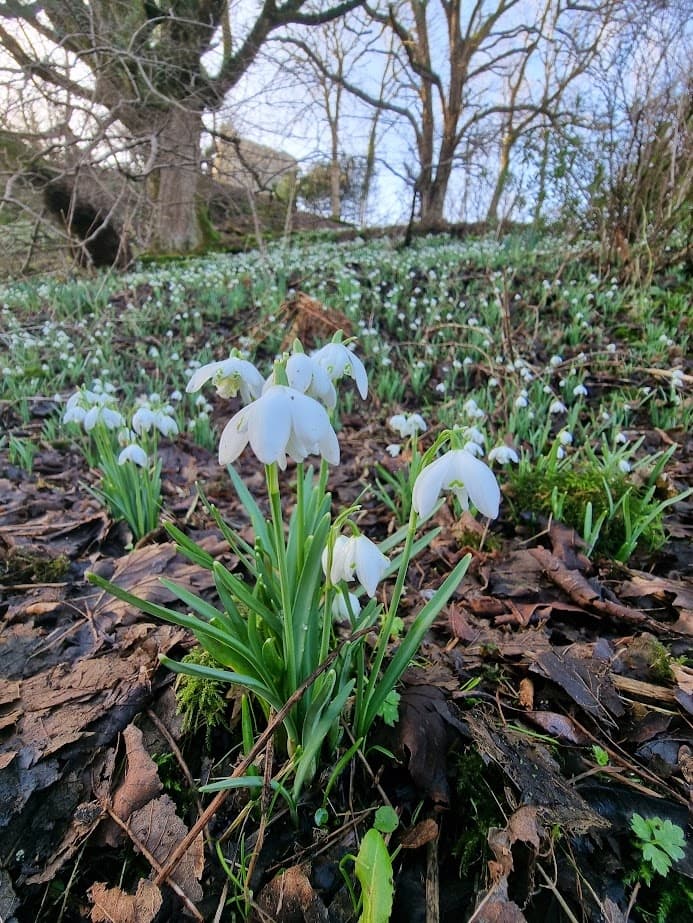 Twilight Snowdrop Walk at Dunollie — Evening Garden Stroll Near Oban