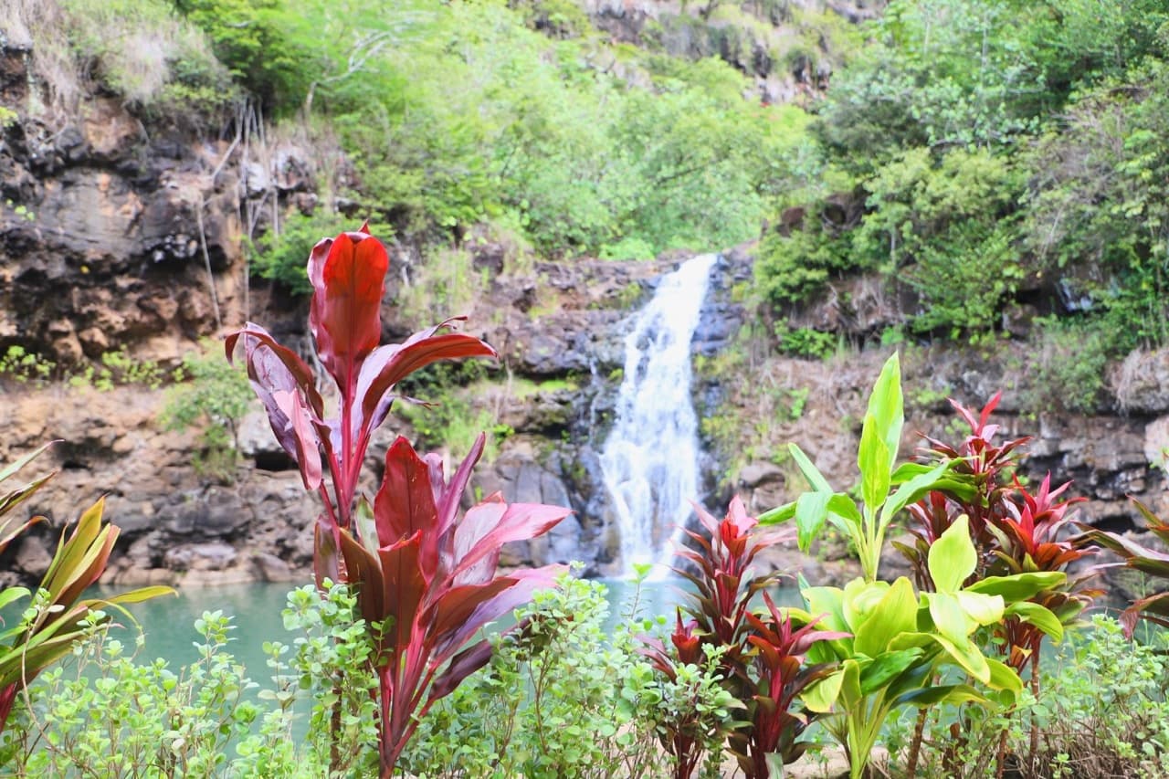 Nature and You: Waimea Valley Hiking Adventure in Honolulu