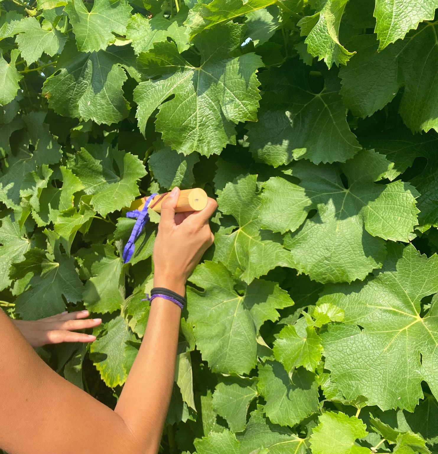 Hands pruning grapevine leaves during vineyard harvest