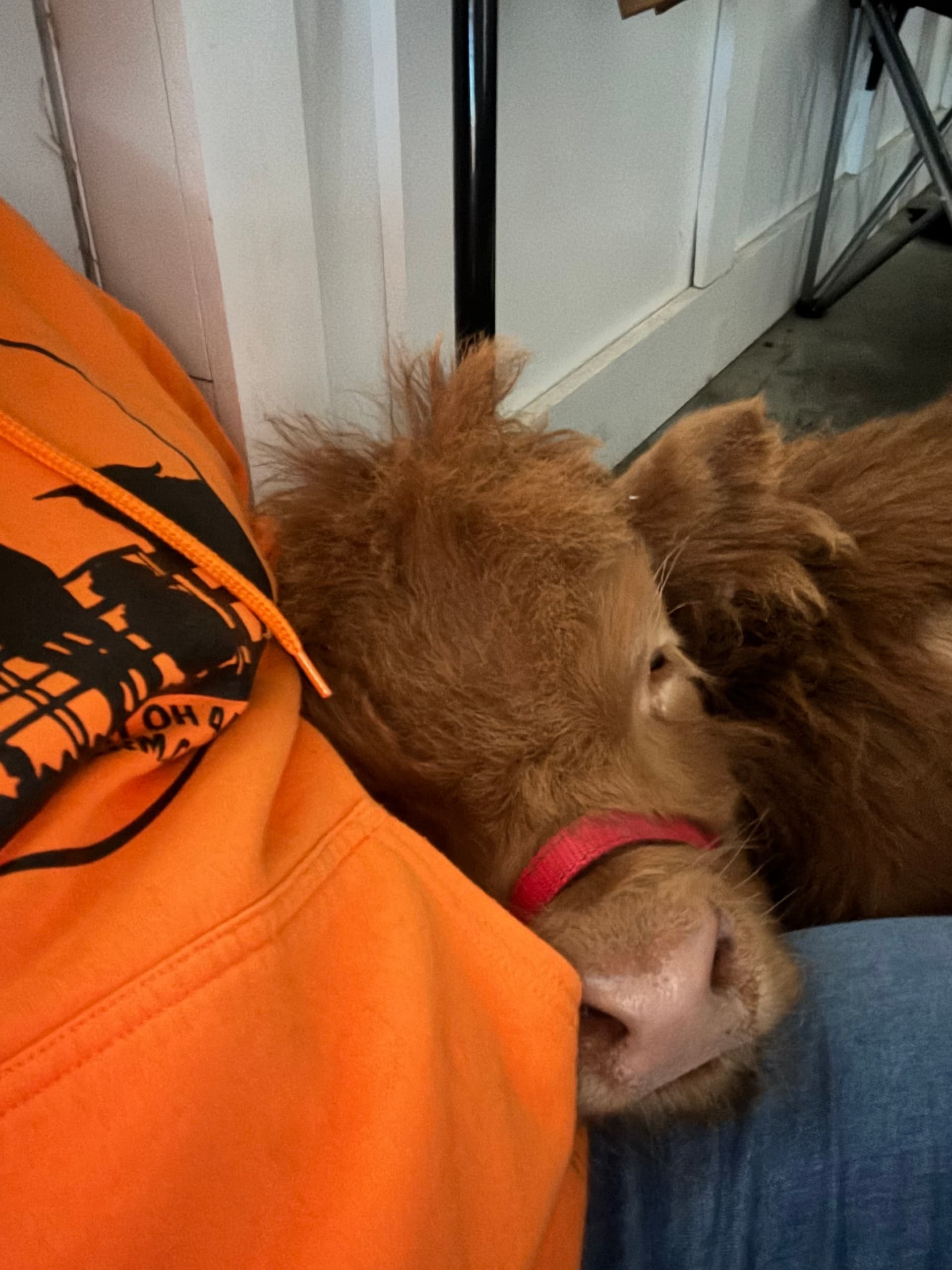 Cow Cuddle + Private Tour at Pure Passions Farm — Micro Mini Cows in Kent, Ohio photo 3