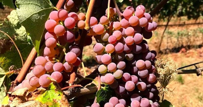 Discover Prosser: Washington’s Premier Vineyard Bike Tour