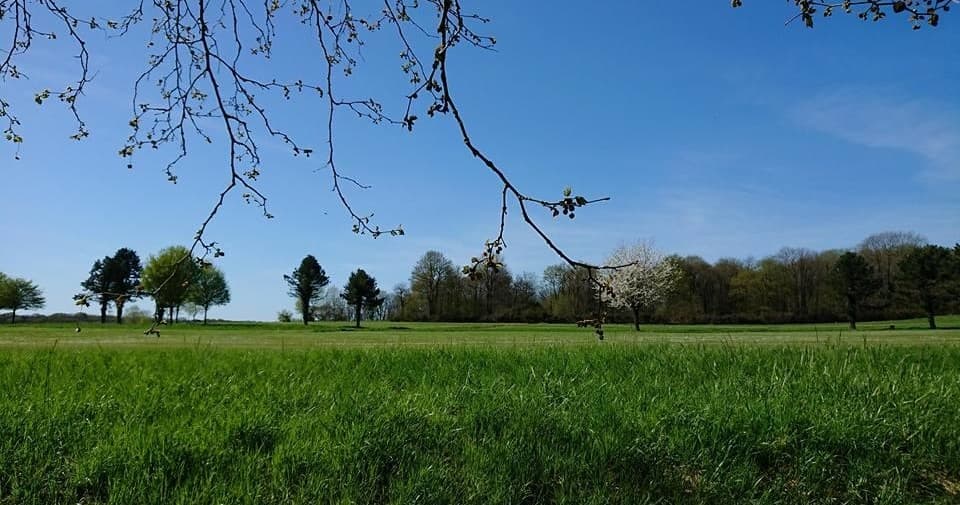 Wide grassy field with trees for horseback riding trails