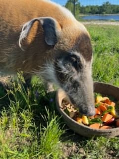 Wildlife Encounter at Aggieland Safari in Red River Area