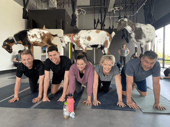 Group indoor goat yoga class planking under suspended goats in studio