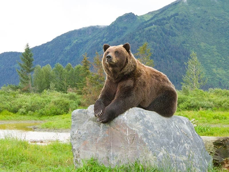Winter Wildlife Tour with Alaska’s Finest Tours in Anchorage