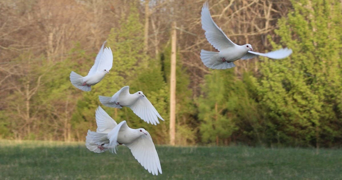 White Dove Releases with Wing Blade Falconry in Nashville