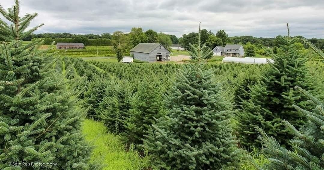 Cut Your Own Christmas Tree at Syme Family Farm, East Windsor