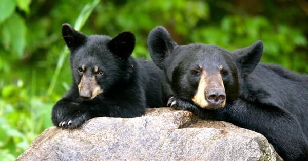 Private Black Bear Viewing at Vince Shute Sanctuary