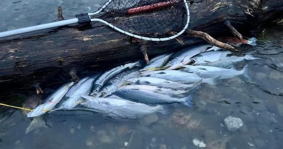 Several coho salmon on riverbank with net after cast