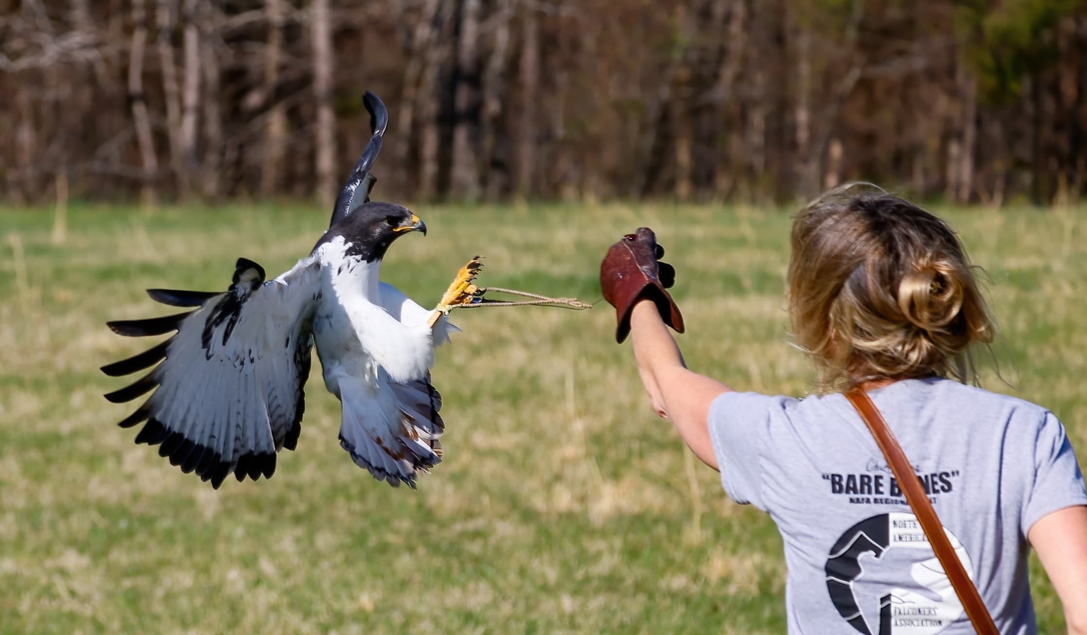 Wing Blade Falconry team