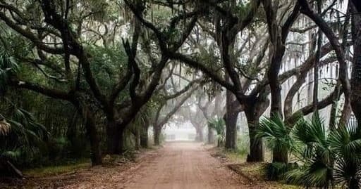 Guided Maritime Forest Walk at Camelot Farm on Fripp Island