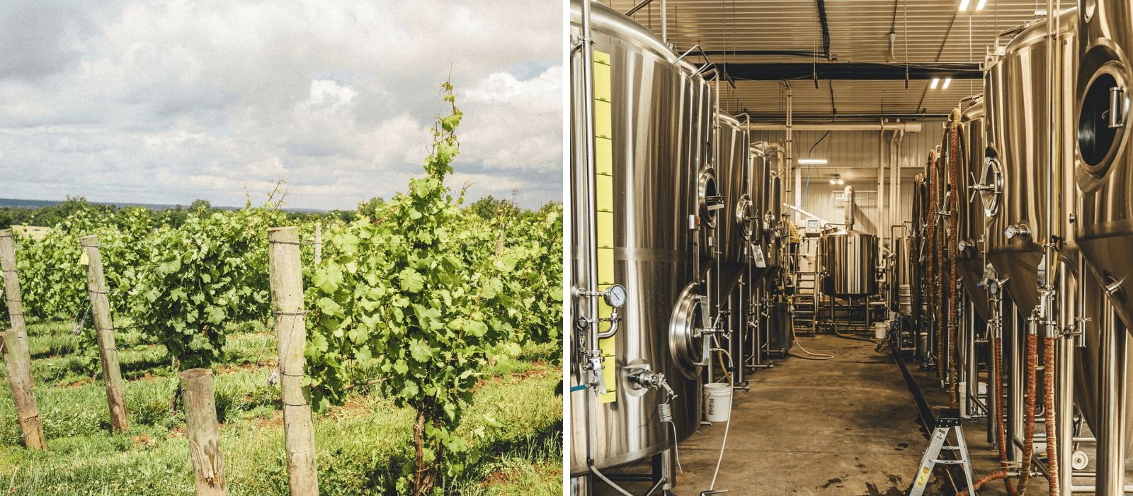 Vineyard rows in sunlit countryside for wine tasting tours