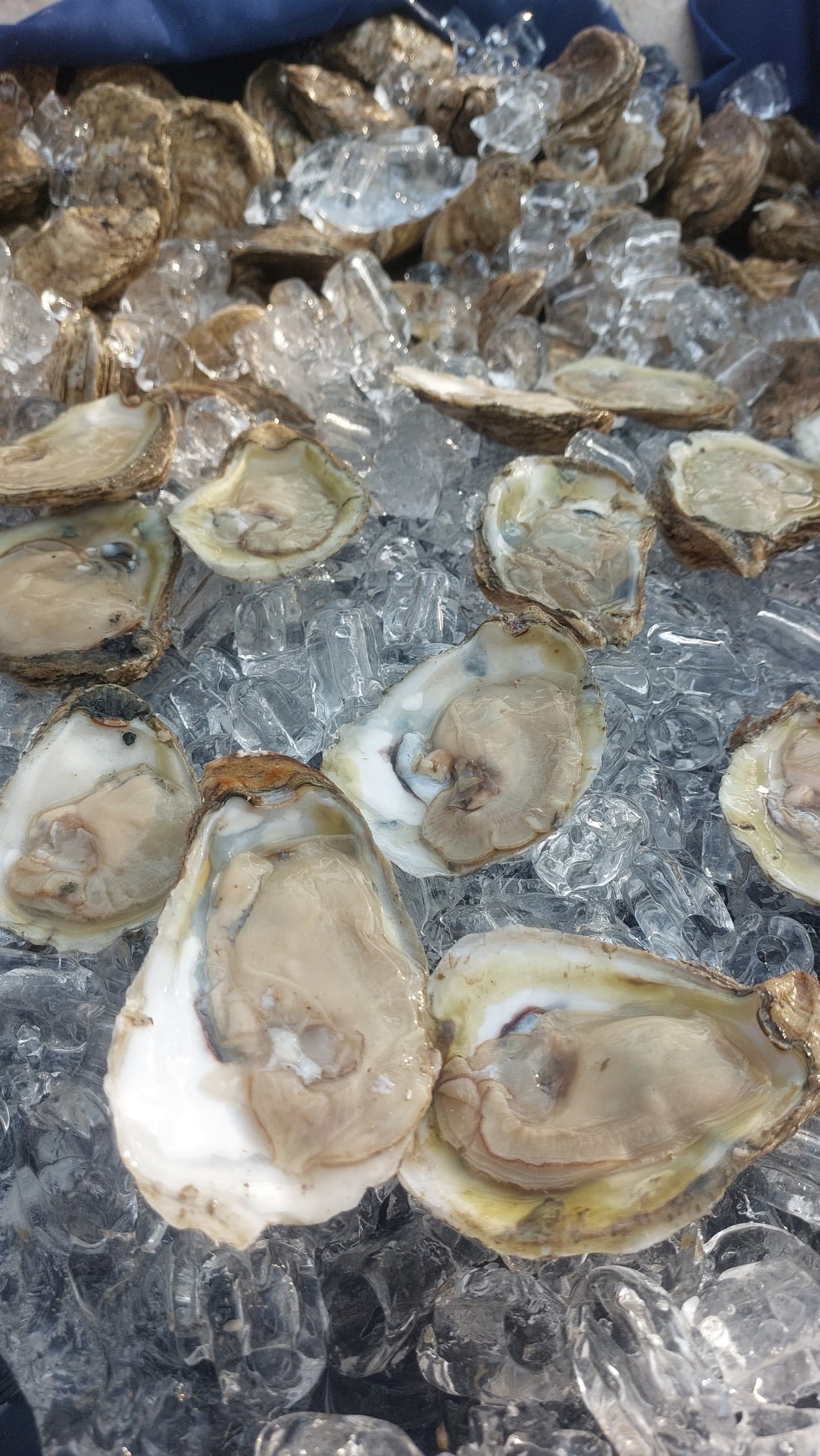 A.J. Meerwald Oyster Sail in Cape May: Fresh Delaware Bay Oysters & Historic Schooner Experience photo 3