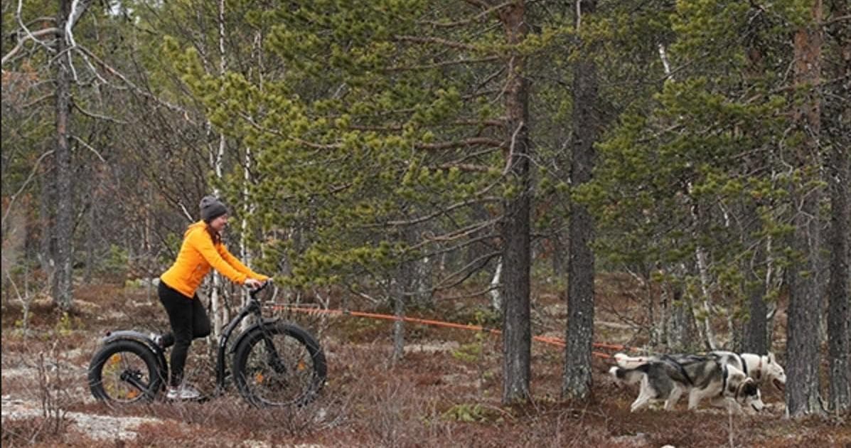 Husky Fatmax-Joring Adventure with Hetta Huskies in Enontekiö