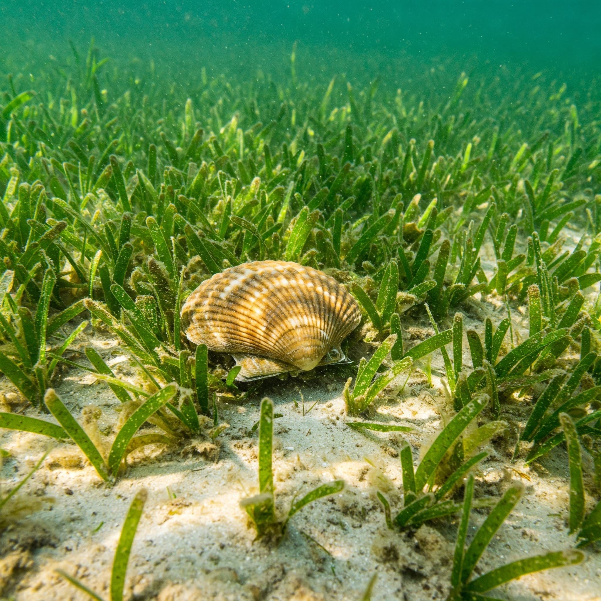 Seashell resting on sandy seagrass bed in shallow coastal water