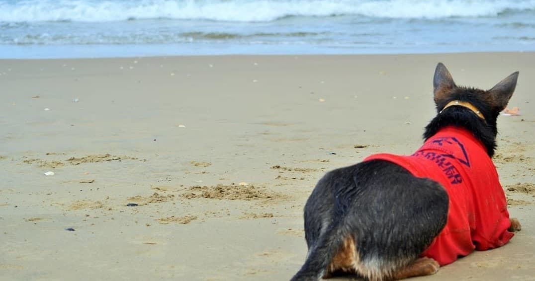 Dog wearing red vest lying on sandy beach looking at ocean