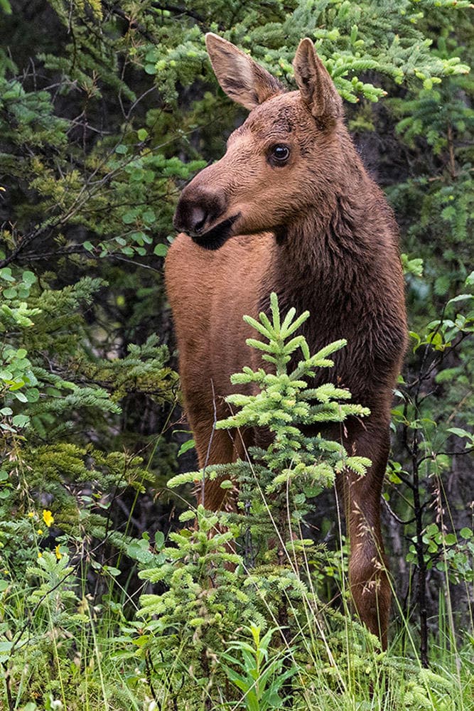 Denali Photo Guides fleet
