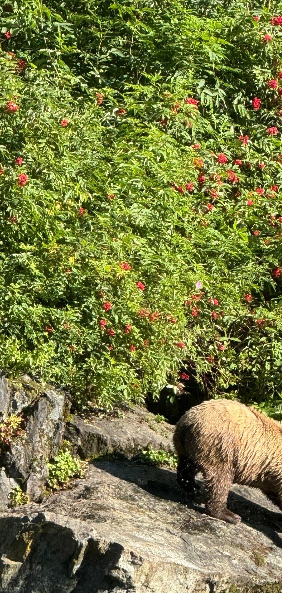 Bear Viewing with Alaska Boat Rental & Guide Service in Soldotna