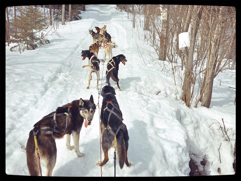 Mushing team running on packed winter trail through woods