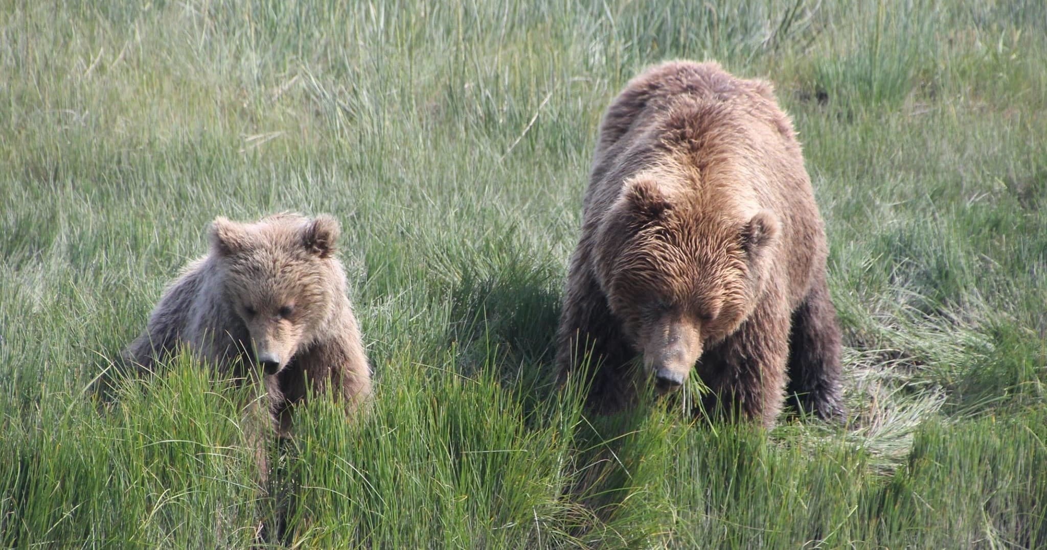 Two brown bears foraging through tall coastal grasses near marsh