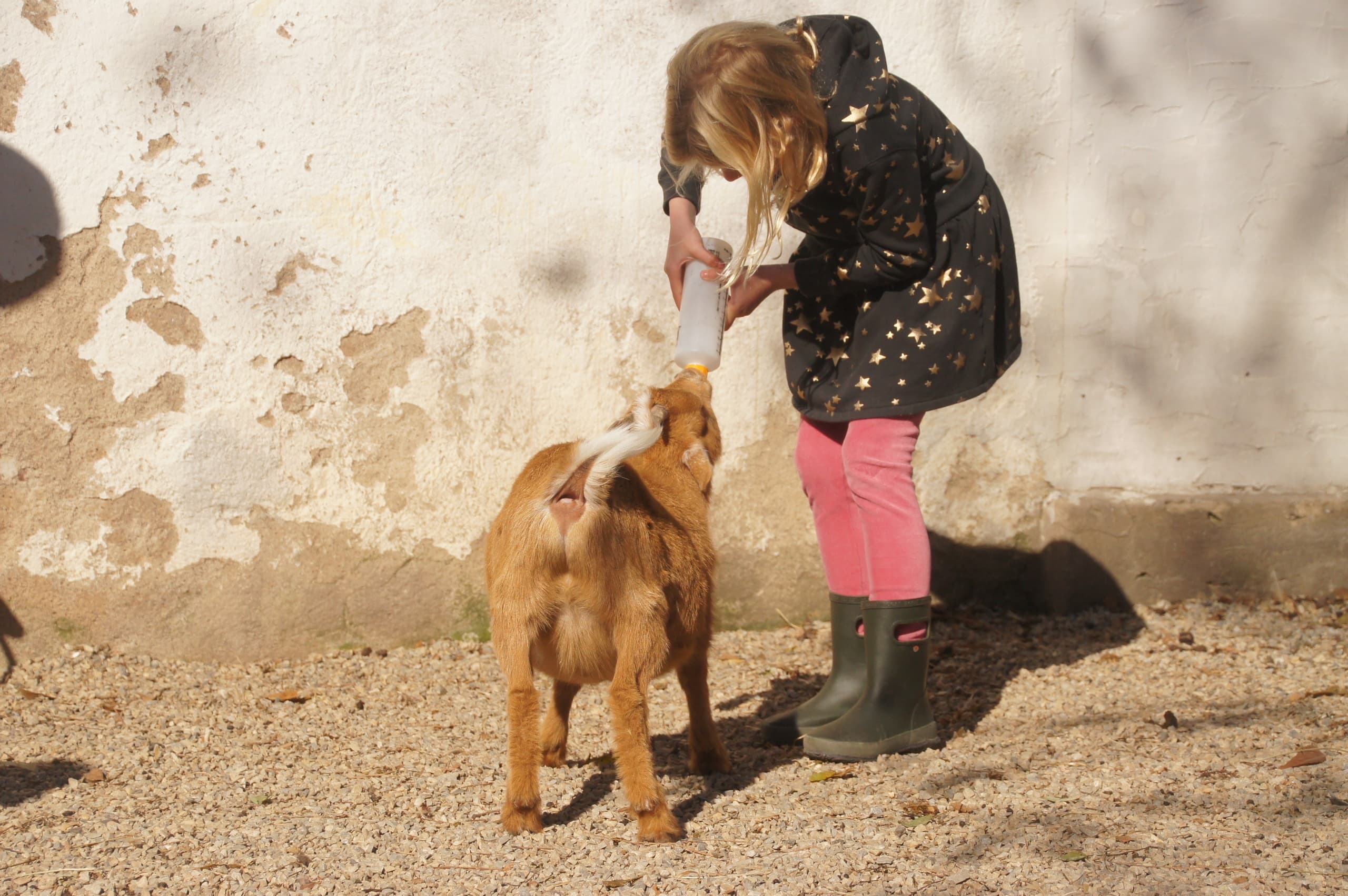 Farm Animal Husbandry Experience in Dresher, PA