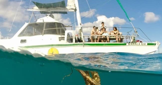 Turtle Canyon Snorkel Cruise with VIP Tours in Honolulu