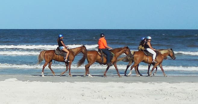Happy Trails Walking Horses fleet