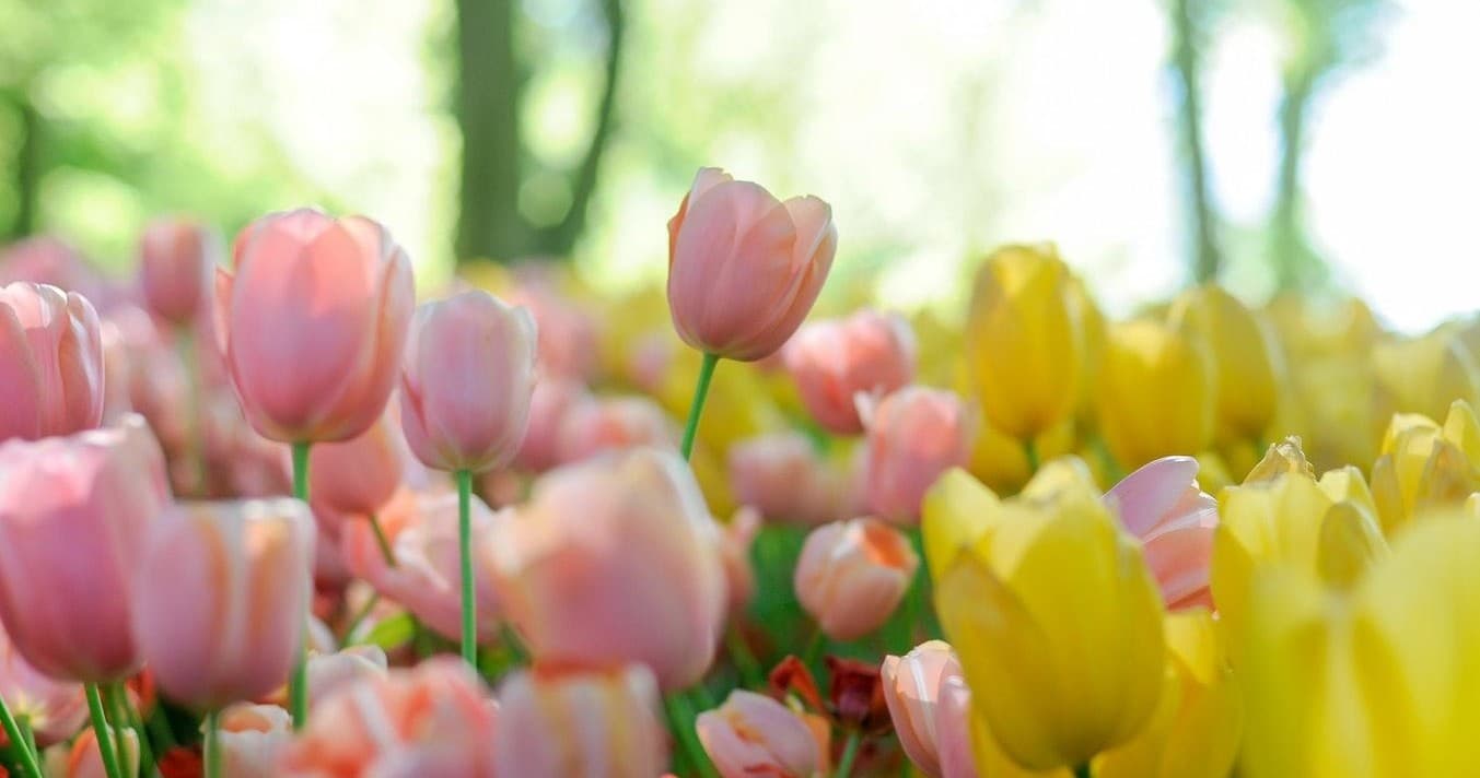 Private Keukenhof Garden Tours with Camaleon Tours