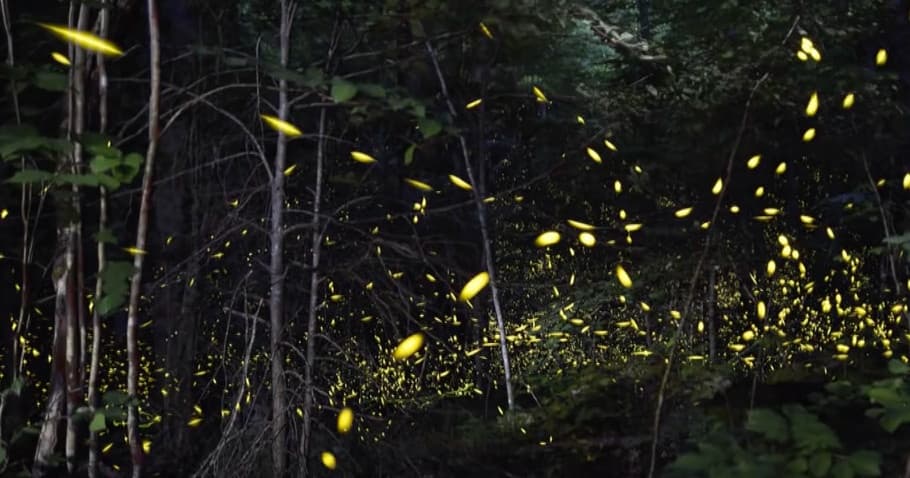 Nighttime Wilderness Adventures with Smoky Mountain Guides