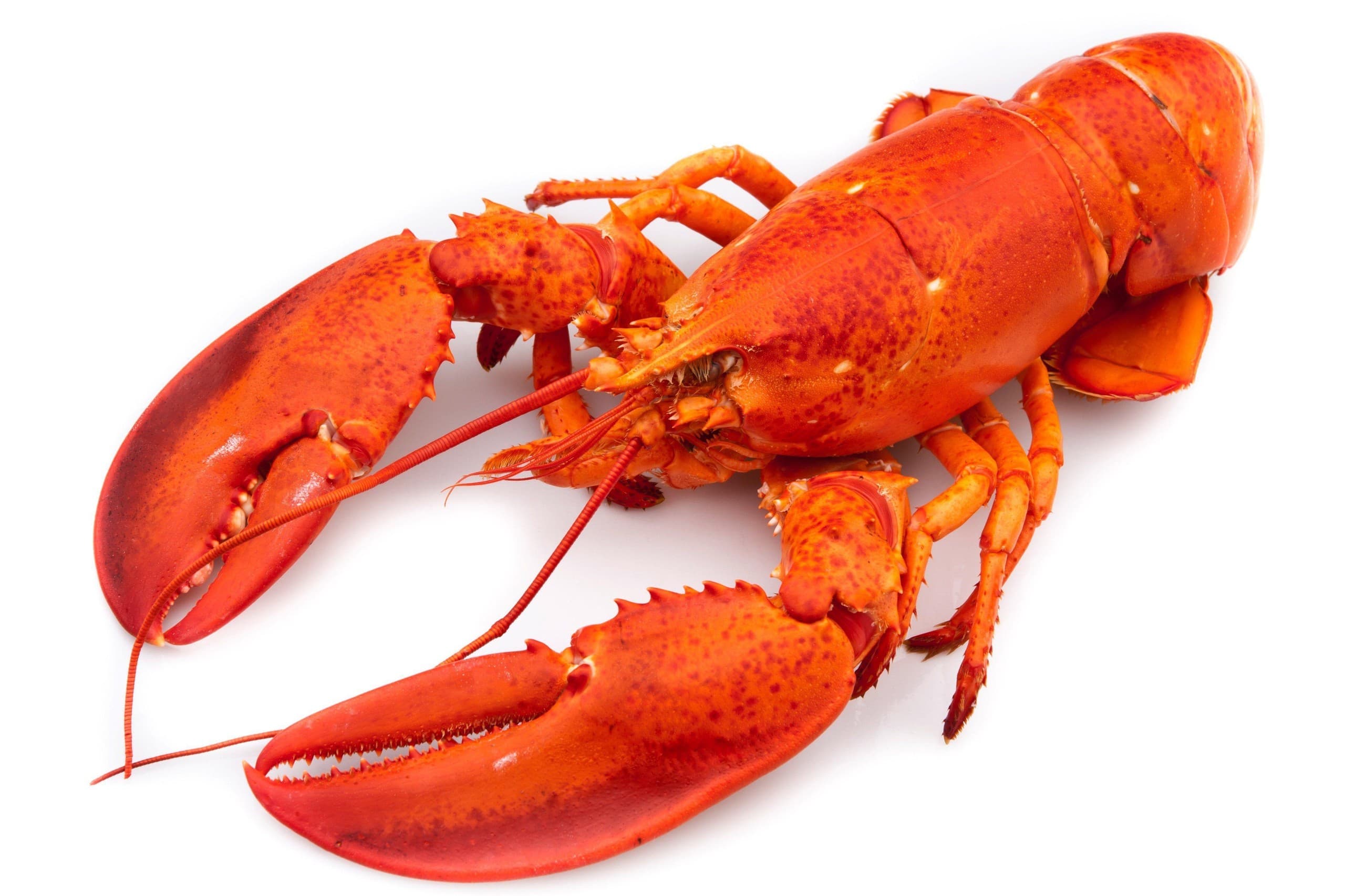 lake-george-lobster-and-seafood-fest-summer-lakefront-feast