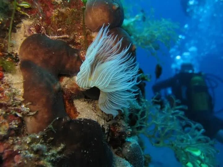 Marathon Cape: Certified Dive Adventures off Nea Makri photo 3