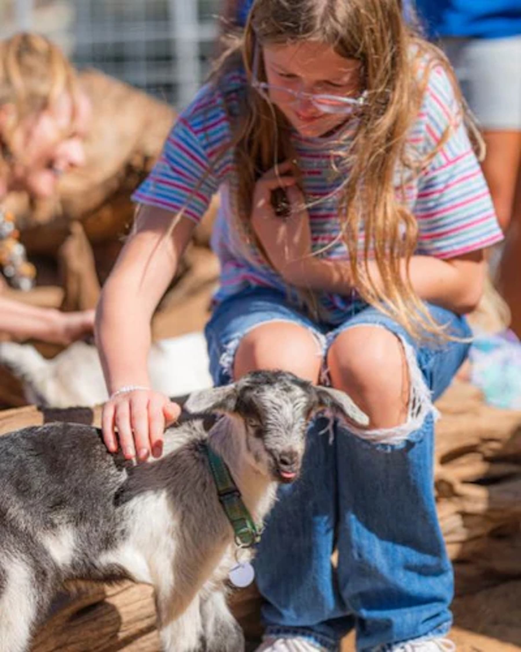Baby Goat Interaction at Surfing Goat Dairy in Kula, HI