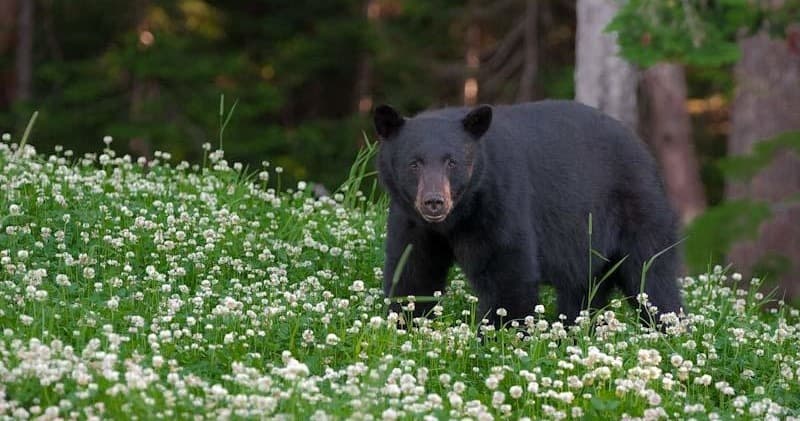 Black bear foraging in clover meadow near temperate forest