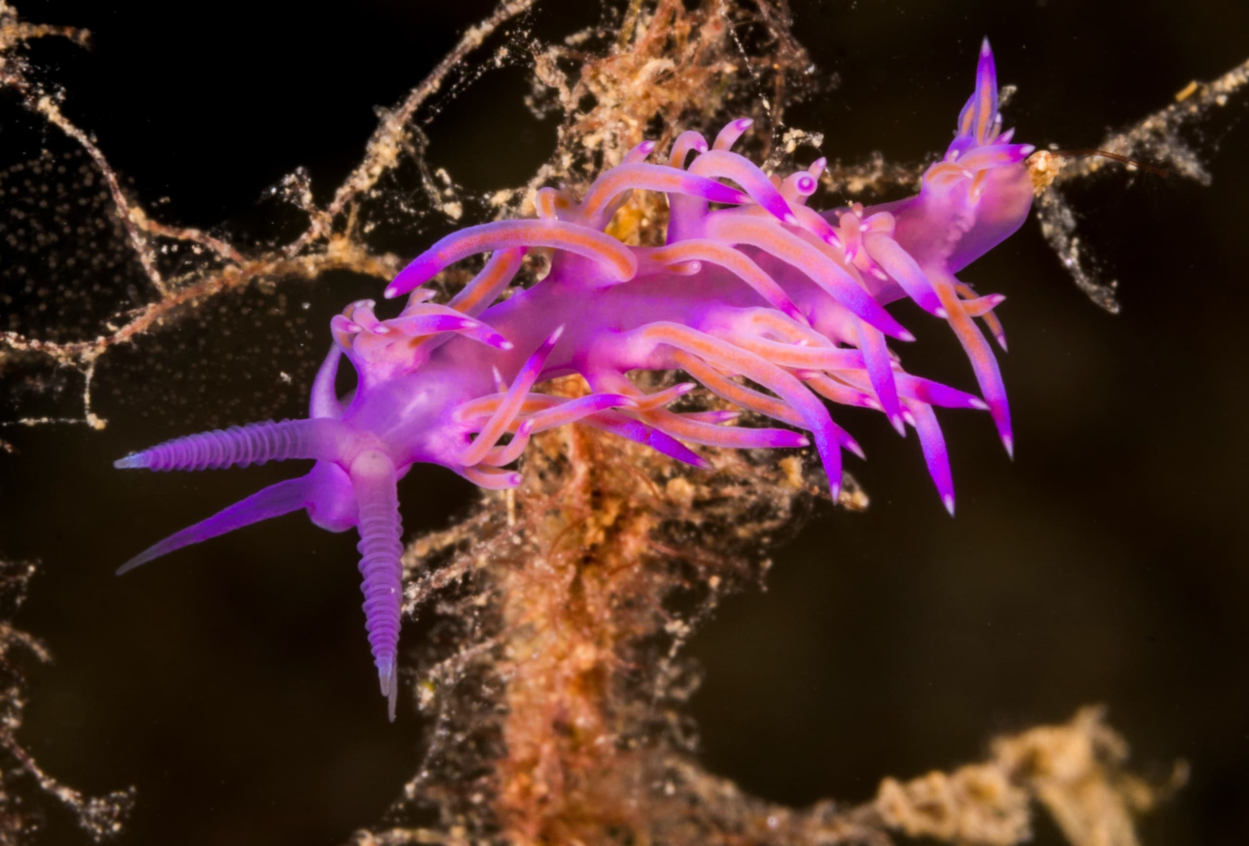 PADI Digital Underwater Photographer Course in Plakias — Dive2gether Crete photo 3