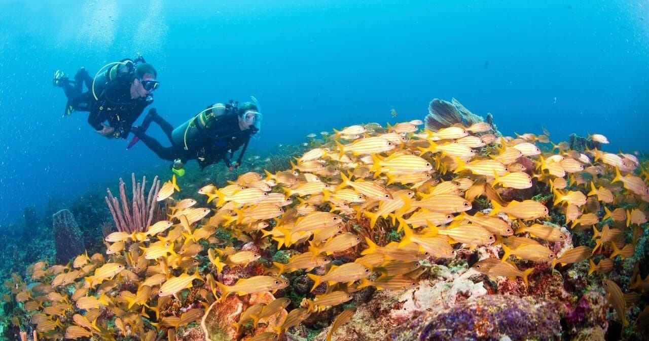 Full-Week Scuba Rental in Newington, Connecticut — Complete Gear Package for Long Island Sound Dives
