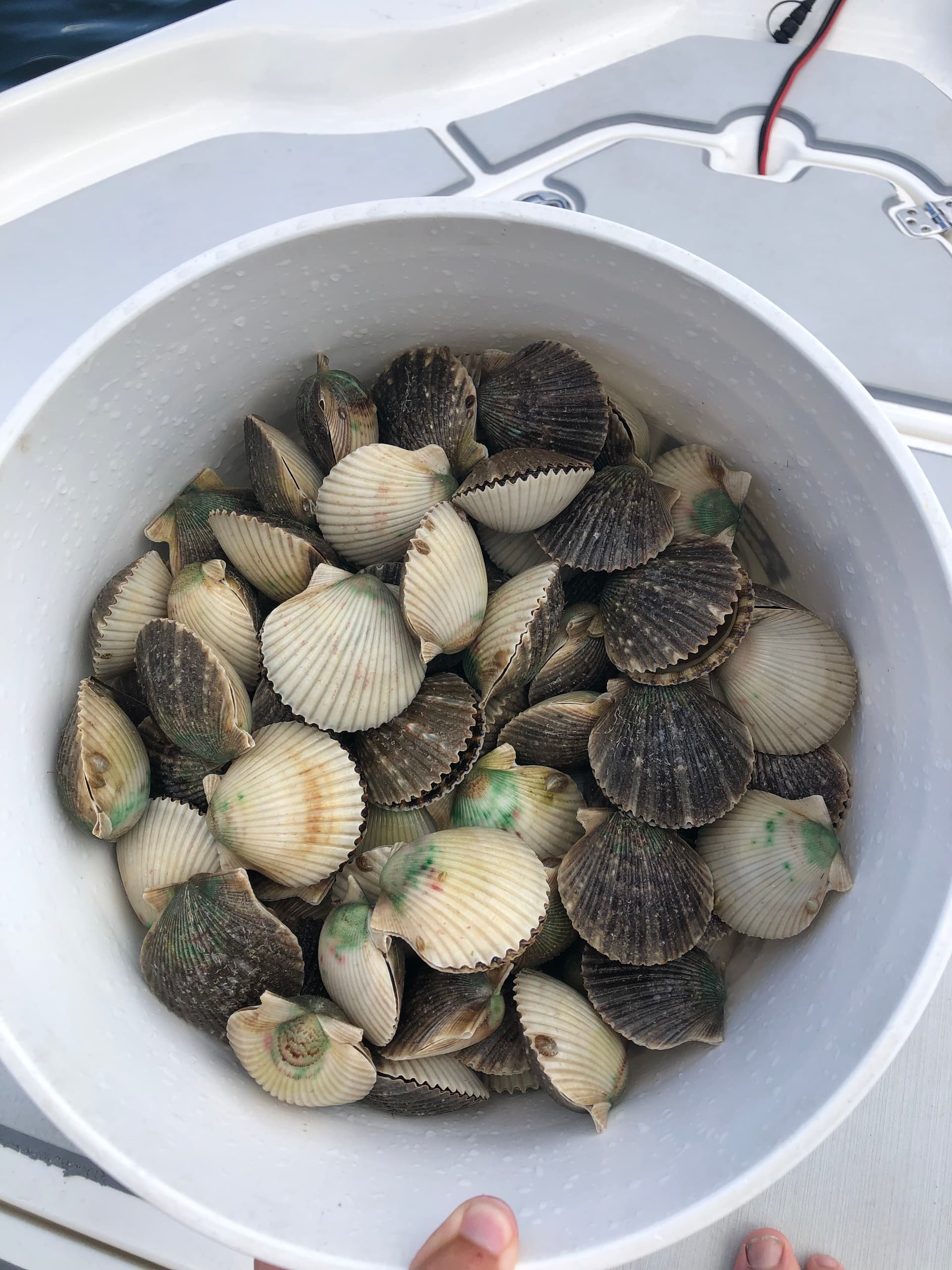Scalloping in Crystal River with Reel Addict Fishing Charters