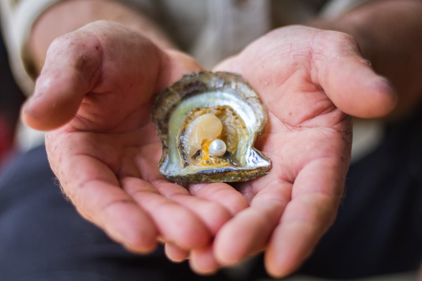 Pearl Farming Adventure at Broken Bay Pearl Farm, NSW