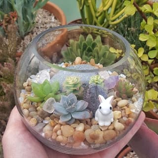 Handheld succulent terrarium in glass bowl for indoor gardening