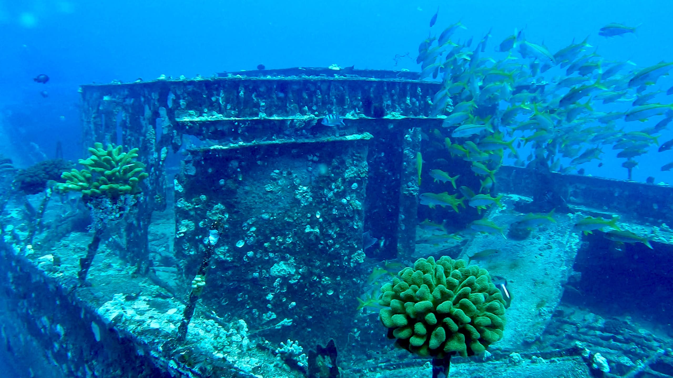 Scuba Diving in Maui with Maui Pacific Divers