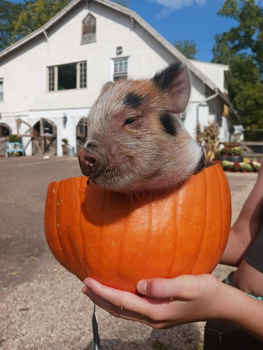 Family-Friendly Farm Festival at Rose Bridge Farm & Sanctuary