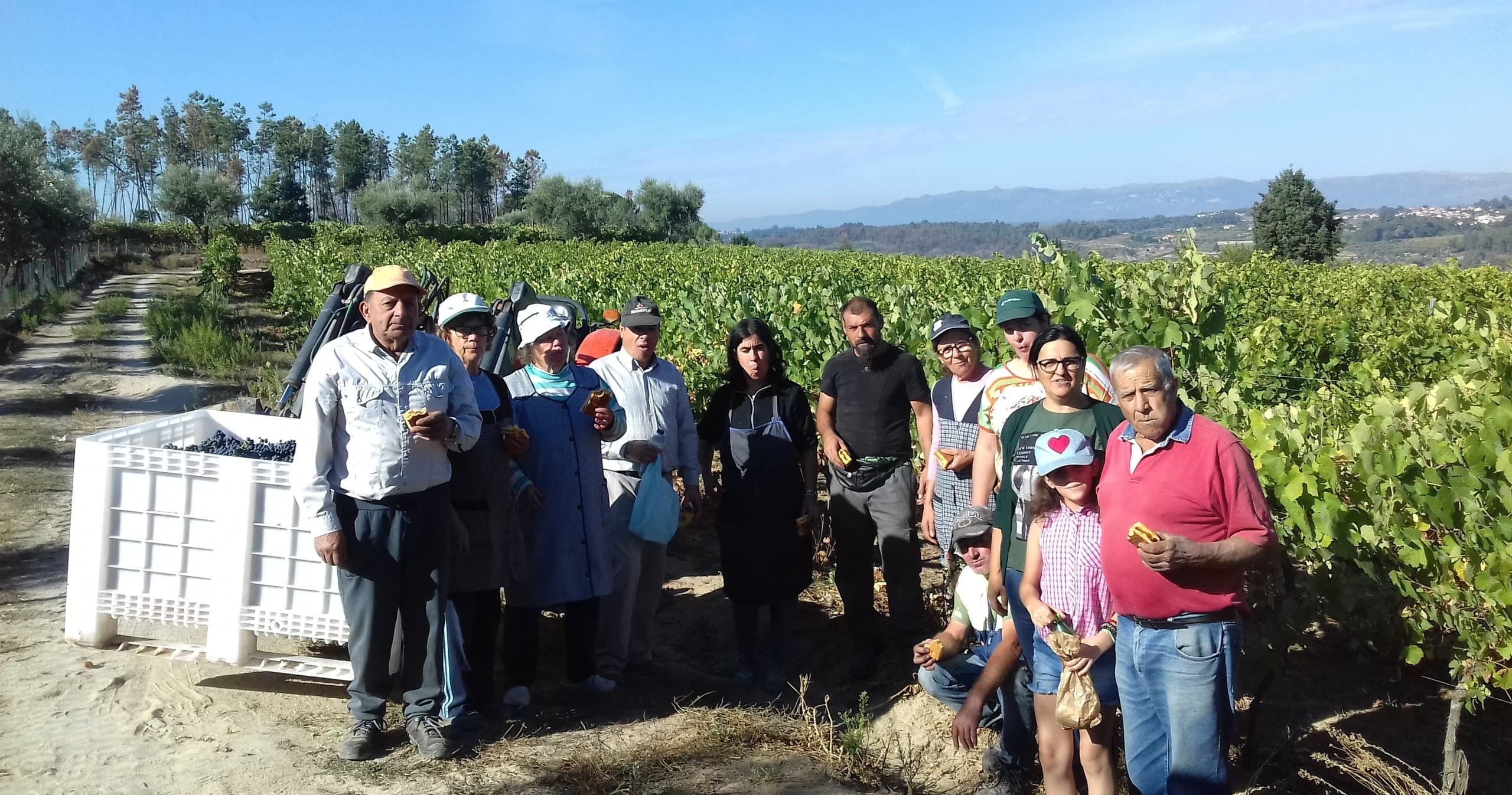 Grape Harvest Day at Farm Experiences & Tours, Viseu