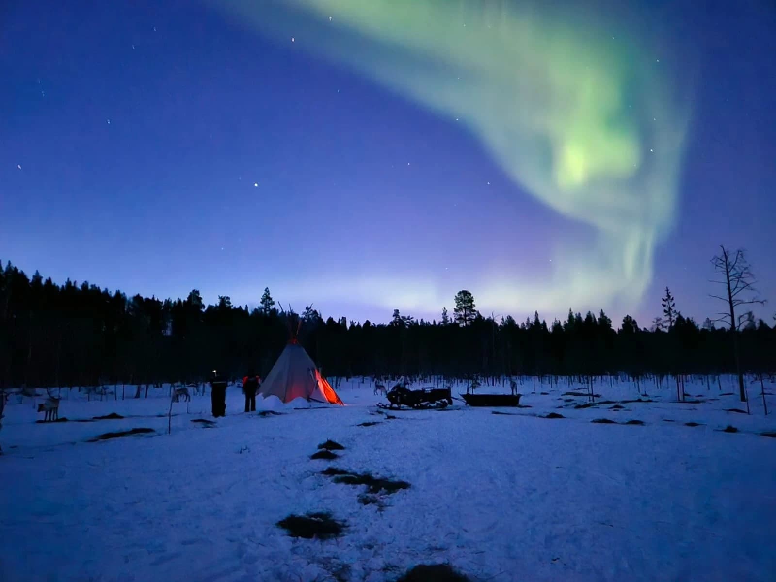 Aurora Reindeer Experience at Ivalo Reindeer Farm
