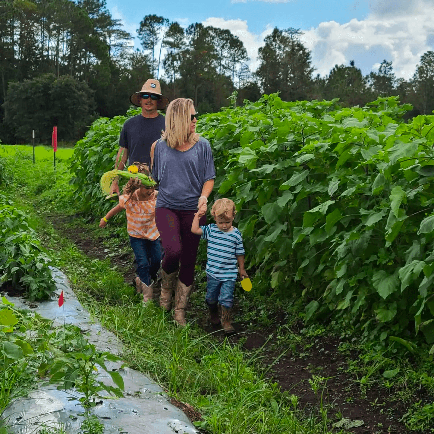 Family picking produce walking through green farm rows during harvest